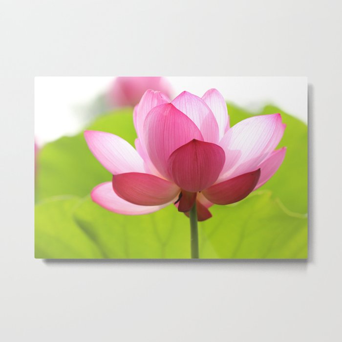 Pink Lotus Flower Metal Print