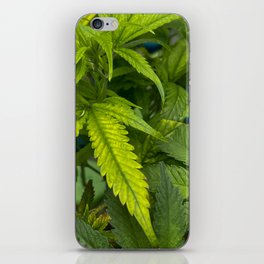 Cannabis Leaves iPhone Skin