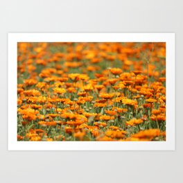 Marigold Flower field Art Print