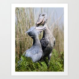Shoebill Storks, Mabamba Swamp, Uganda Art Print