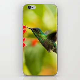 Brazil Photography - A Beautiful Green Humming Bird In Brazil iPhone Skin