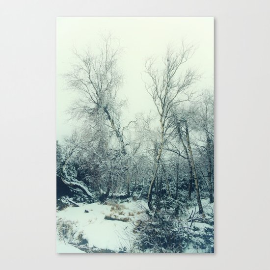 snow birch Canvas Print