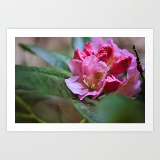 Pretty in Pink3 Art Print