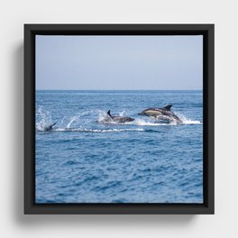 Couple of dolphins Framed Canvas