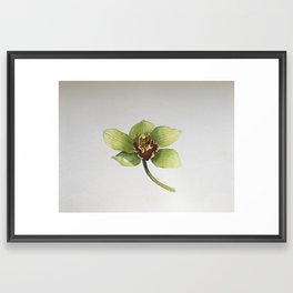 Green Orchidee Orchids Watercolor Botanical  Framed Art Print