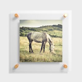 Arabian purebred grey young horse pasture in the countryside at golden hour Floating Acrylic Print