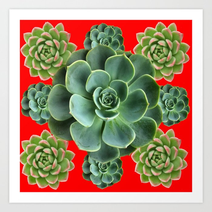 grey green succulents garden