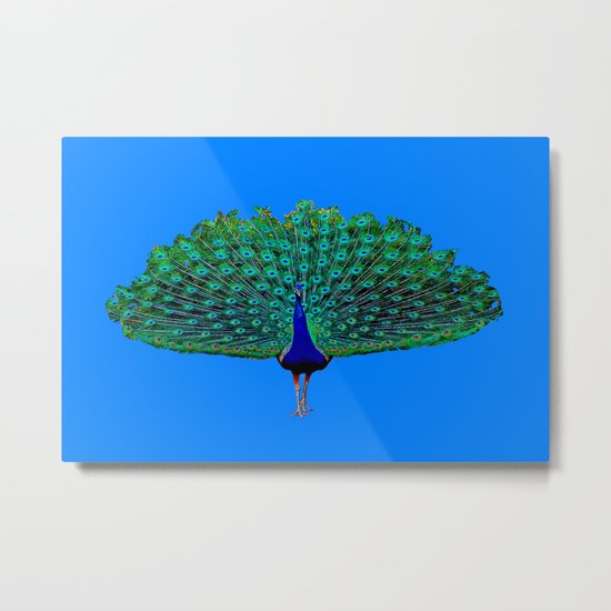 Peacock Metal Print