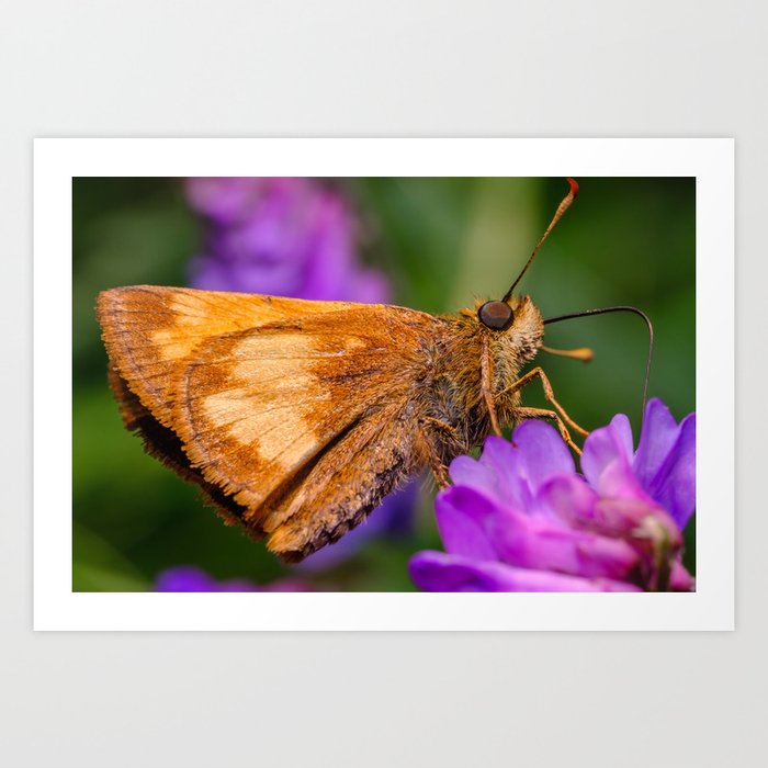 Orange Skipper Butterfly Photograph Art Print