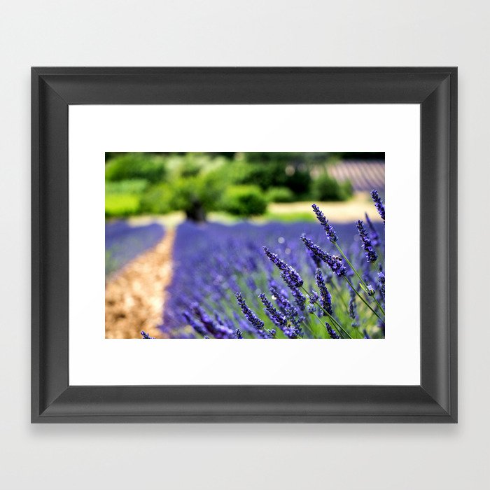 Lavender Bliss Framed Art Print