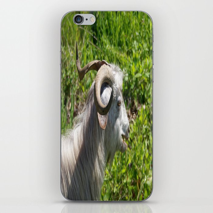 Side View of A Billy Goat Grazing iPhone Skin