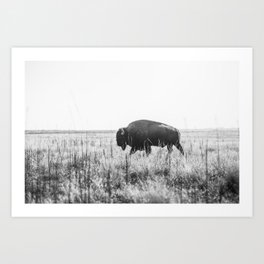 Bison strut Art Print