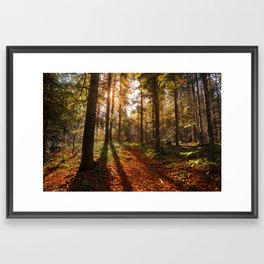 Sunny forest Framed Art Print
