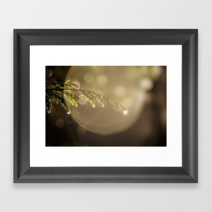 Morning Dew Framed Art Print