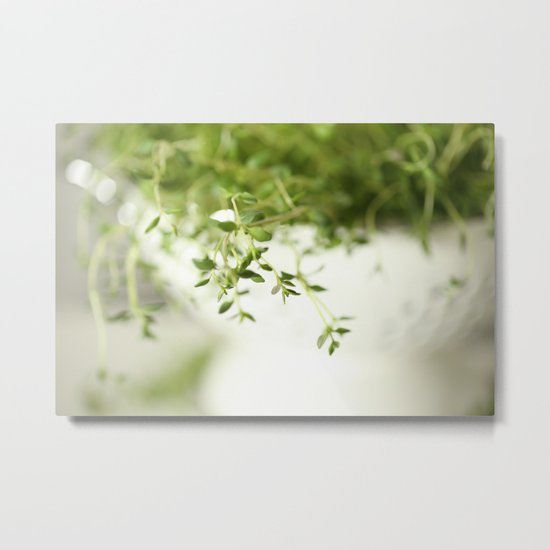 Fresh Herb In A White Pot Metal Print