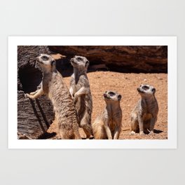 Meerkat Family Art Print