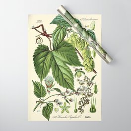 Humulus lupulus (common hop or hops) - Vintage botanical illustration Wrapping Paper