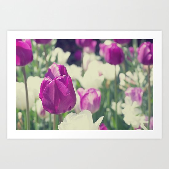 Violet white flowers greeting of tulips Art Print
