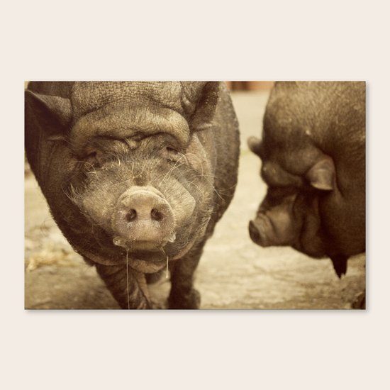 los cerditos de mi tia Canvas Print