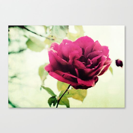 January Rose Canvas Print