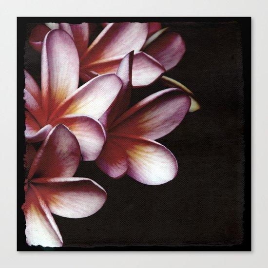 Pink Frangipani Canvas Print