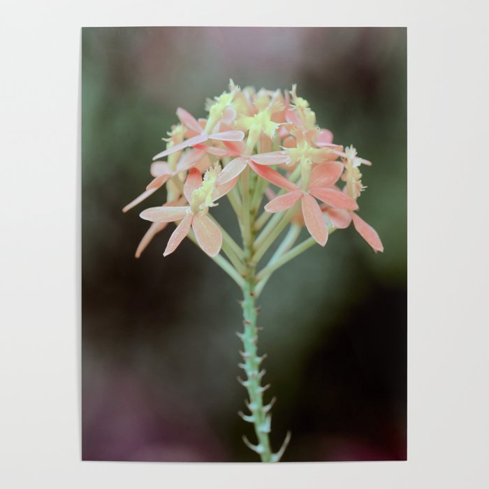 Green Mood Soft Pastel Orchid  Poster