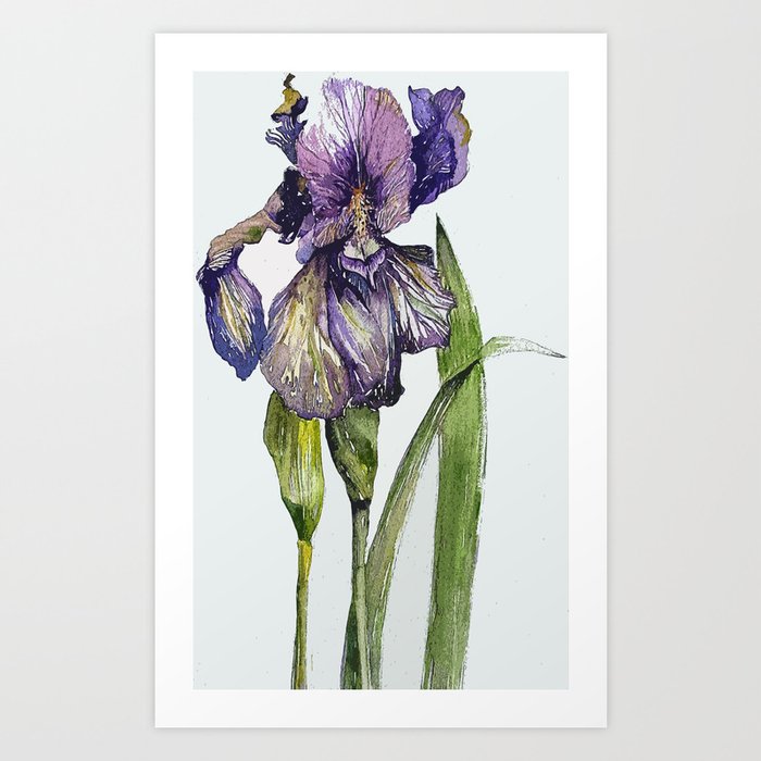 Iris Art Print