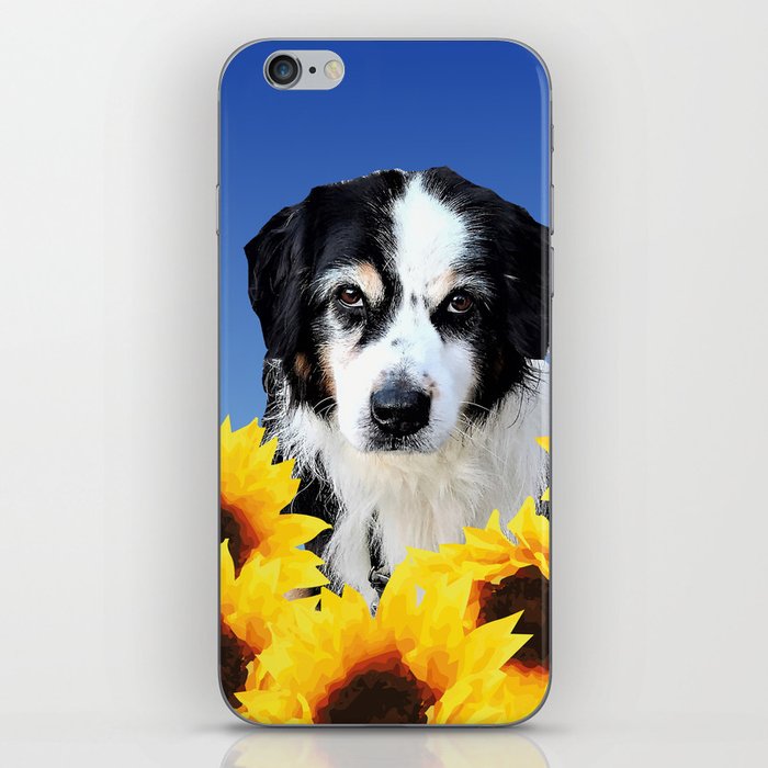 Black and white Border Collie Dog sunflower Blossoms Field iPhone Skin