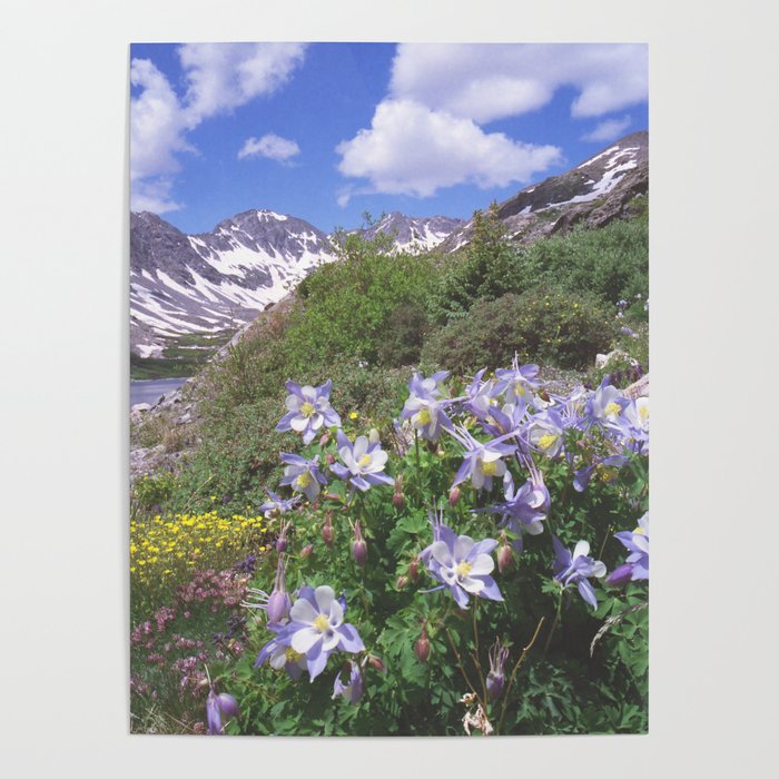 Columbine above Blue Lake near Breckenridge,Colorado Poster