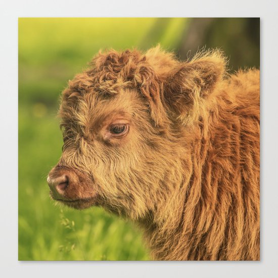 Highland Baby Canvas Print