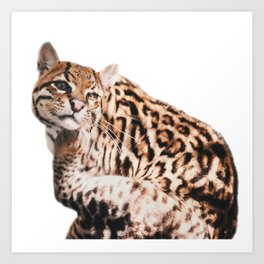 Cheetah Ocelot Art Print
