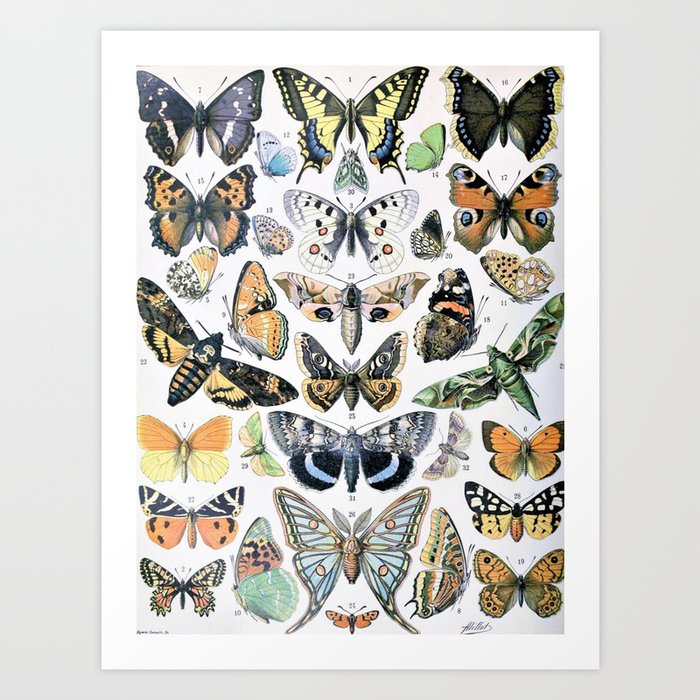 Papillons by Adolphe Millot 3 Art Print