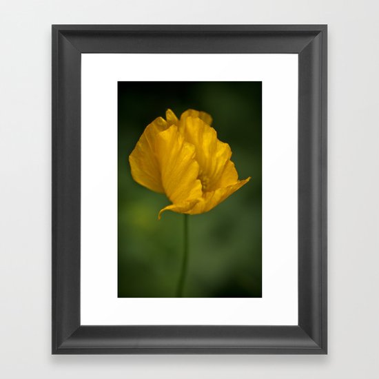 iceland poppy Framed Art Print
