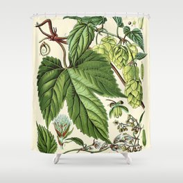 Humulus lupulus (common hop or hops) - Vintage botanical illustration Shower Curtain