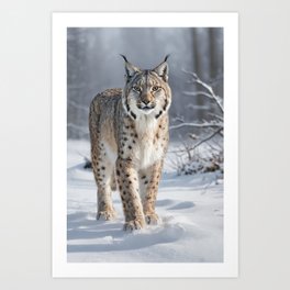 Lynx in the snow Art Print