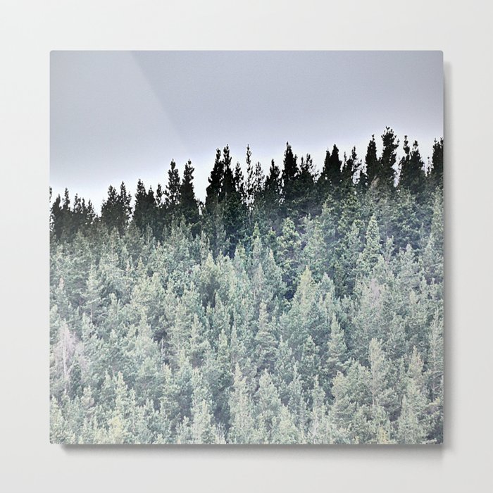 Scottish Highlands Evergreen Pine Forest in I Art and Afterglow Metal Print