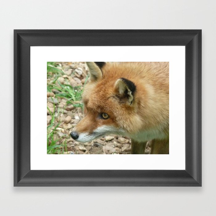 Cunning as a fox Framed Art Print