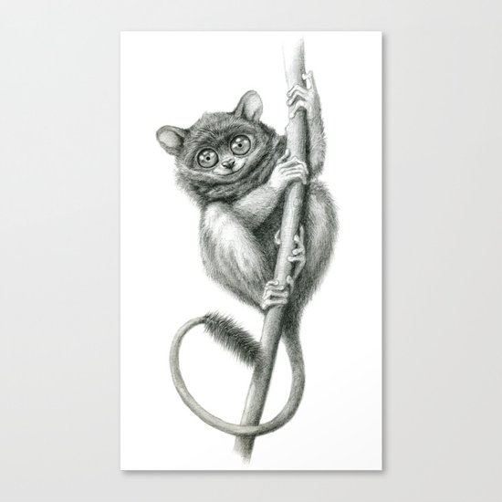 Philippine Tarsier G2012-047 Canvas Print