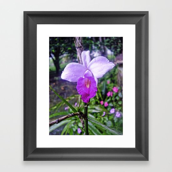 ORCHID 2 Framed Art Print