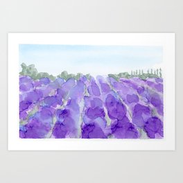 lavender farm Art Print