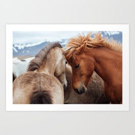 Icelandic Horses Art Print || Iceland Art Print