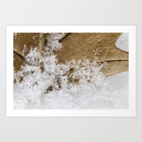 snowy leaf Art Print