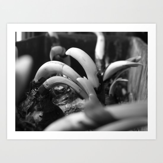 onions Art Print