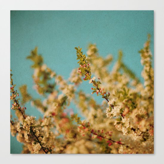 Darling Buds of May Canvas Print