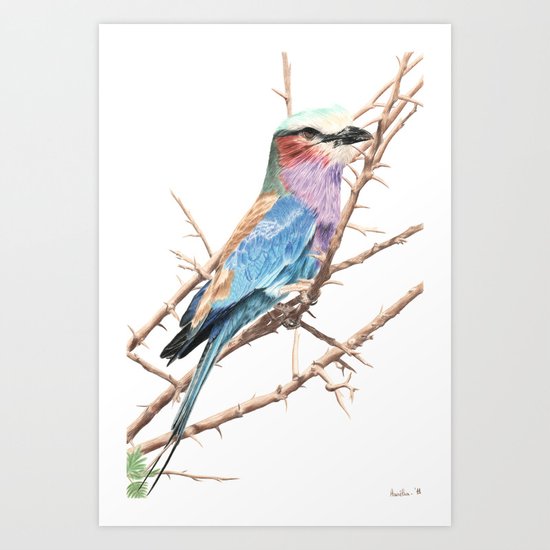 Lilac breasted roller Art Print