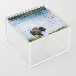 Buffalo On River Wildlife Yellowstone Park Print Acrylic Box