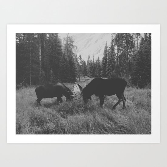 Moose Battle Art Print