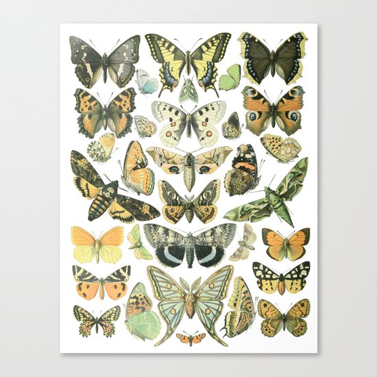 Vintage Butterfly Botanical Chart 2 Canvas Print by ...
Vintage Butterfly Chart