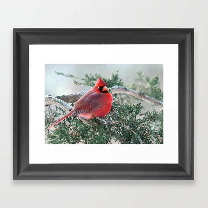 Red on Red: Northern Cardinal Framed Art Print