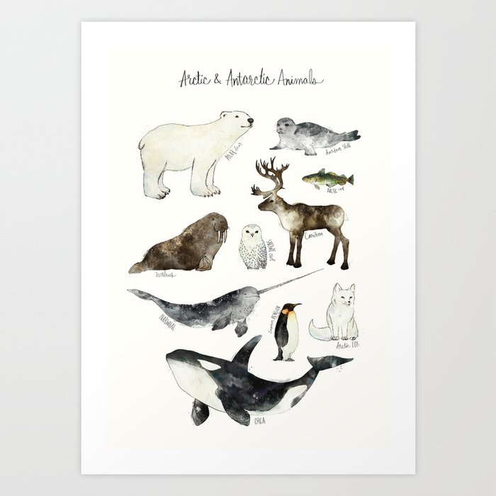 Arctic & Antarctic Animals Art Print